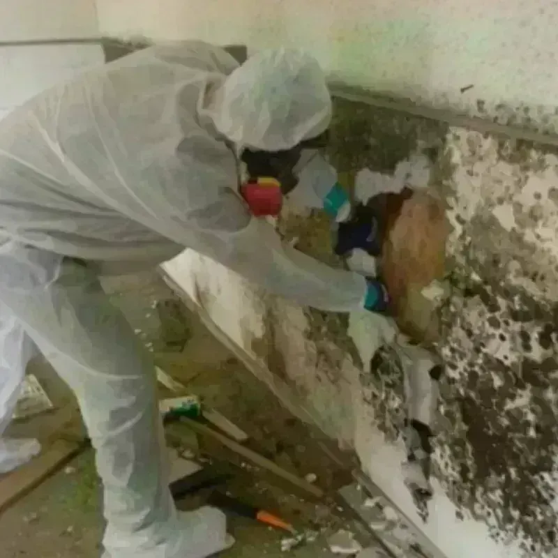 Mold Remediation and Removal in Sudley, VA